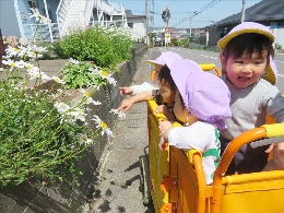 なでしこ